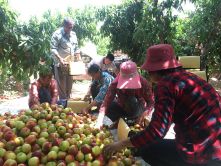 ���ҷ���